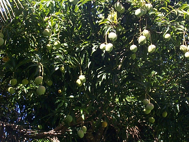 St.Clara Mangos.jpg - santa clara, mangobäume säumen die strassen, es gibt so viele davon, dass niemand mangos erntet